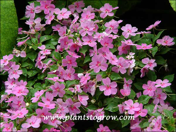 Impatiens Little Lizzy